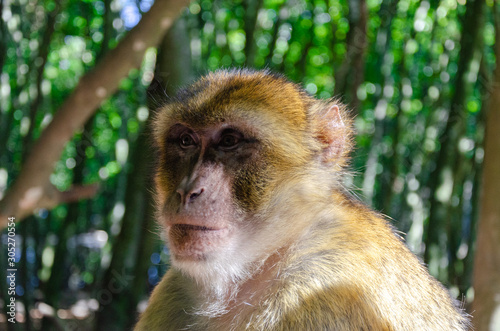 Barbary macaque © bersch28