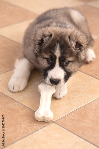 Cute Caucasian shepherd puppy  with a white bone