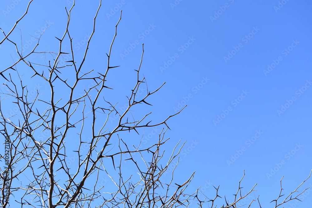 Spiky Thorn Branches Against Blue Sky Spiky Thorn Branches Against Blue Sky