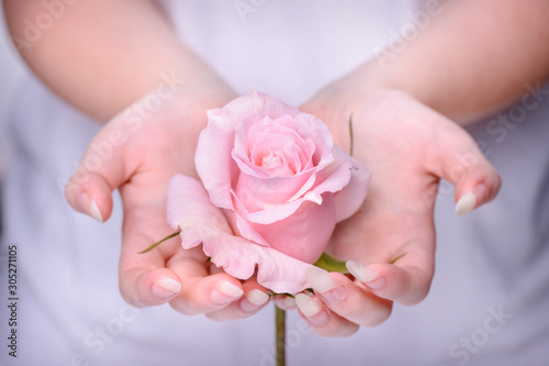Beautiful girl hands holding pink rose. Rose in the hands girl. Natural manicure nails. Beautiful  natural fingernails. Nails  hands  rose close-up.