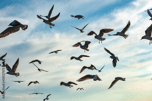 Seagulls flying on blue sky © sezer66