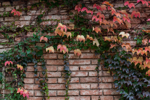 solid color sucker leaves covering brick wall