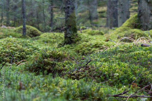 The texture of tree bark with moss. Old tall trees with moss in forest. Trees with green leaves in forest. Beautiful view of deciduous forest  landscape  scenery  paysage. Nature concept in Retezat