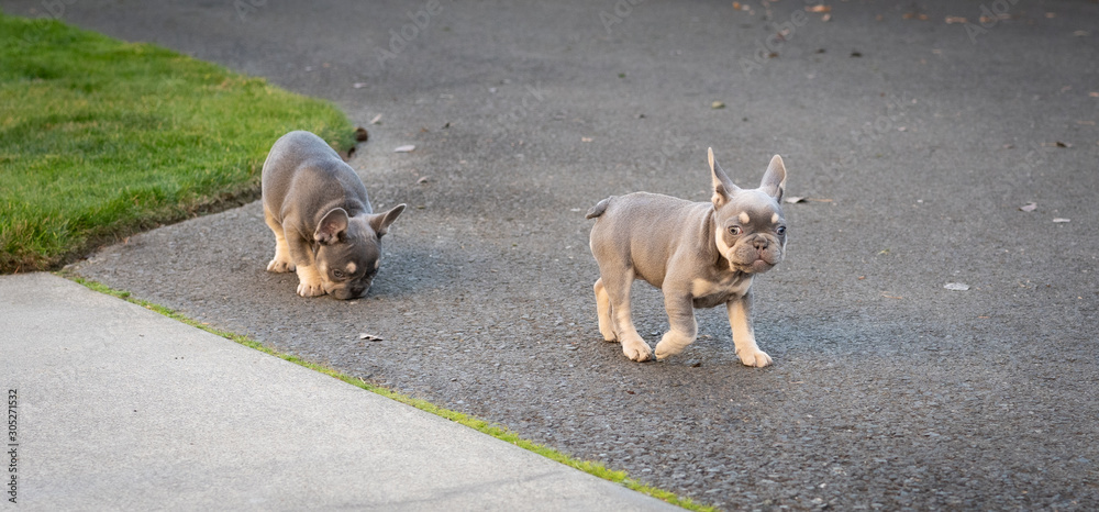 French Bulldog puppies playing outdoors at a home in Southern Oregon French Bulldog puppies playing outdoors at a home in Southern Oregon