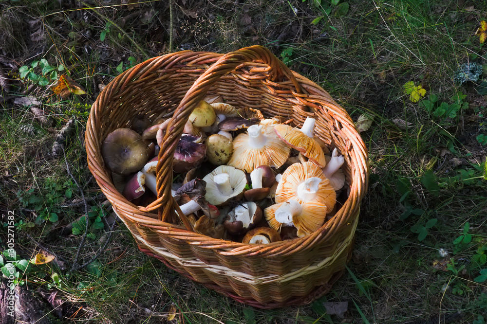 Basket of fresh forest mushrooms close-up. Basket full of freshly picked mushrooms in the forest. Basket of fresh forest mushrooms close-up. Basket full of freshly picked mushrooms in the forest.