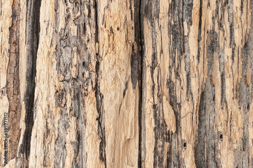 Wood surface. Wood texture. Texture of the old wood close-up.
