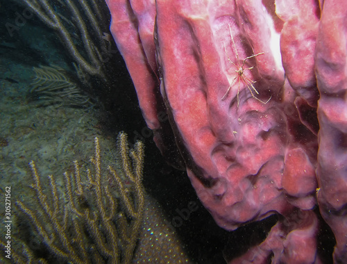 An Arrowhead Crab (Stenorhynchus seticornis) photo