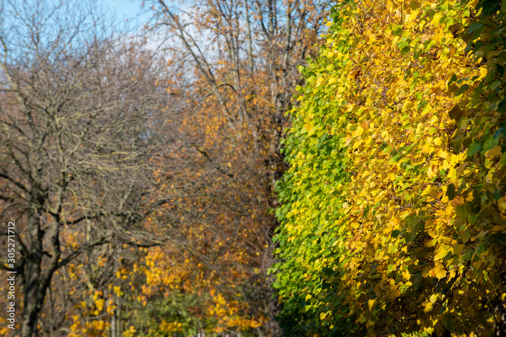 Automne tree perspective: scenic and colorful Automne tree perspective: scenic and colorful