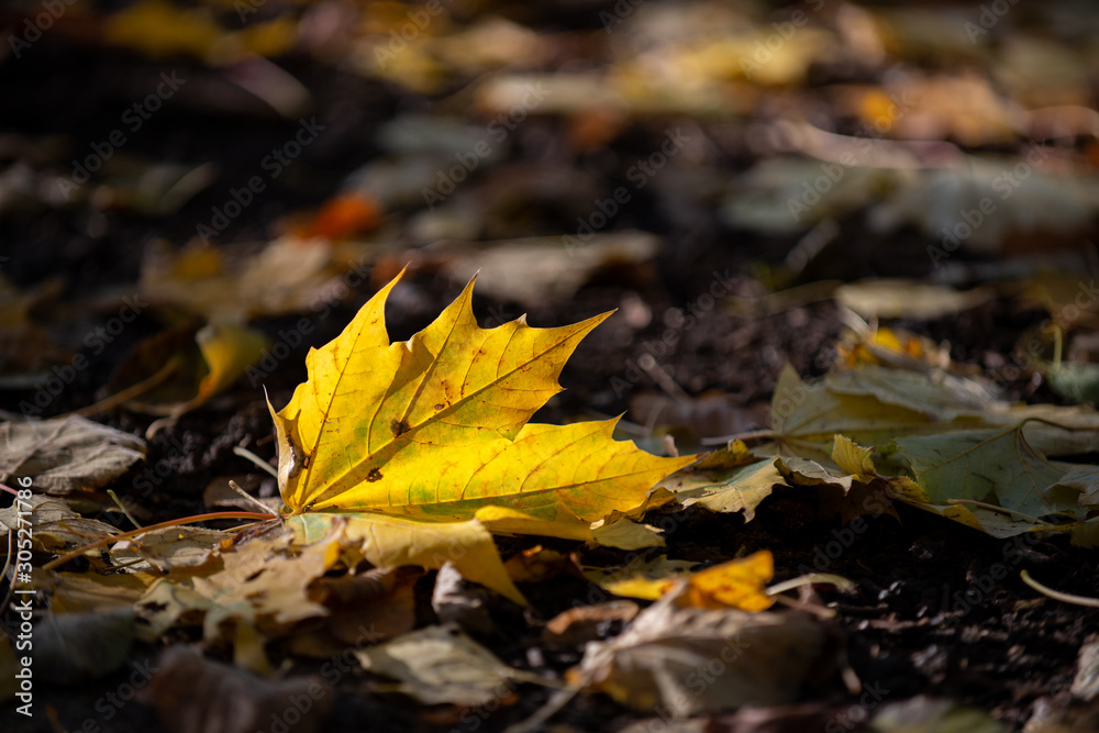 Golden autumn leaves on the ground in the sunshine