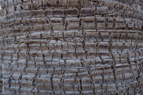 Bark of washingtonia robusta photographed in closeup.