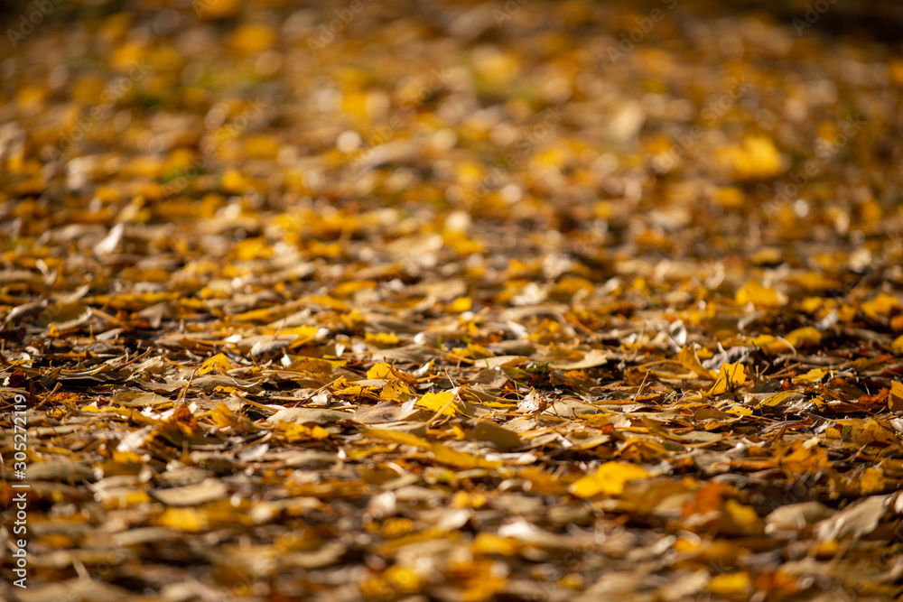 Golden autumn leaves covering the ground, select focus Golden autumn leaves covering the ground, select focus