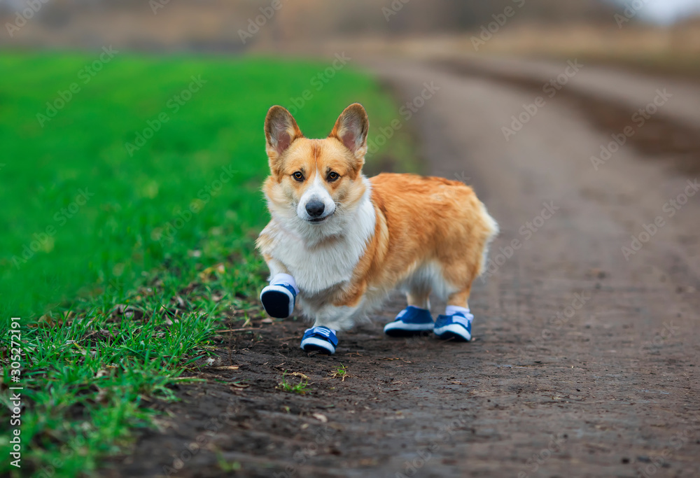 cute puppy red dog Corgi stands on the road in the Park in sports denim sneakers during a morning jog cute puppy red dog Corgi stands on the road in the Park in sports denim sneakers during a morning jog