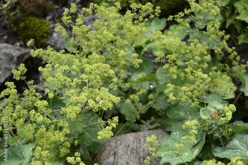 Fototapeta Closeup Alchemilla mollis known as lady mantle with blurred background in summer