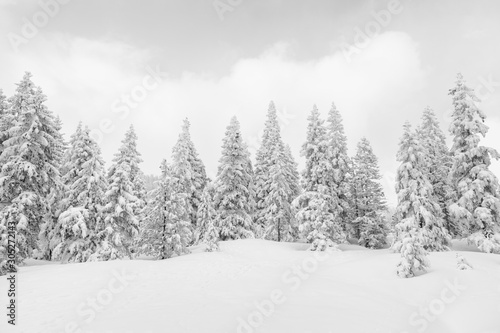 Ice cold high-key winter landscape with fir trees in the foothills of Switzerland © Fredy Thürig