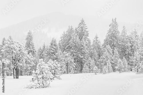 Ice cold high-key winter landscape with fir trees in the foothills of Switzerland