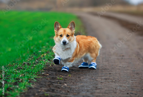 cute puppy red dog Corgi stands on the road in the Park in sports denim sneakers during a morning jog