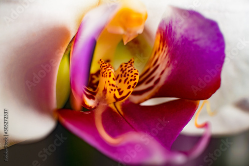 Orchid