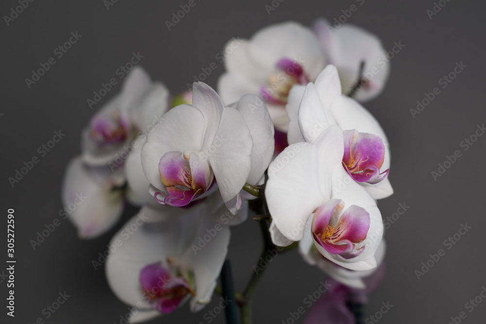 Orchid Orchid