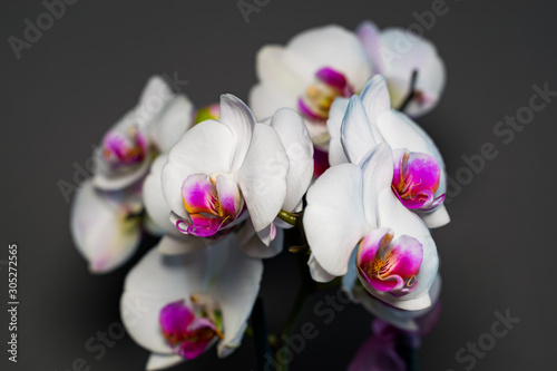 Orchid