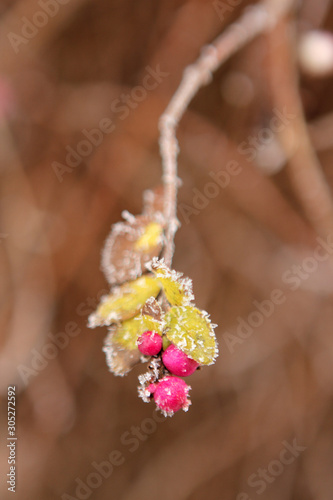 beautiful green tree branch with leaves and berries, covered with white, sharp needles of hoarfrost on a background of a winter landscape, seasonal concept, weather, first frost, horizontal, close-up © kittyfly