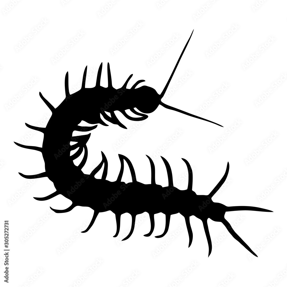 Silhouette of centipede