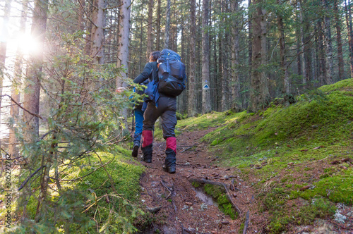 Backpacker in hike in forest. Old tall trees bark with moss