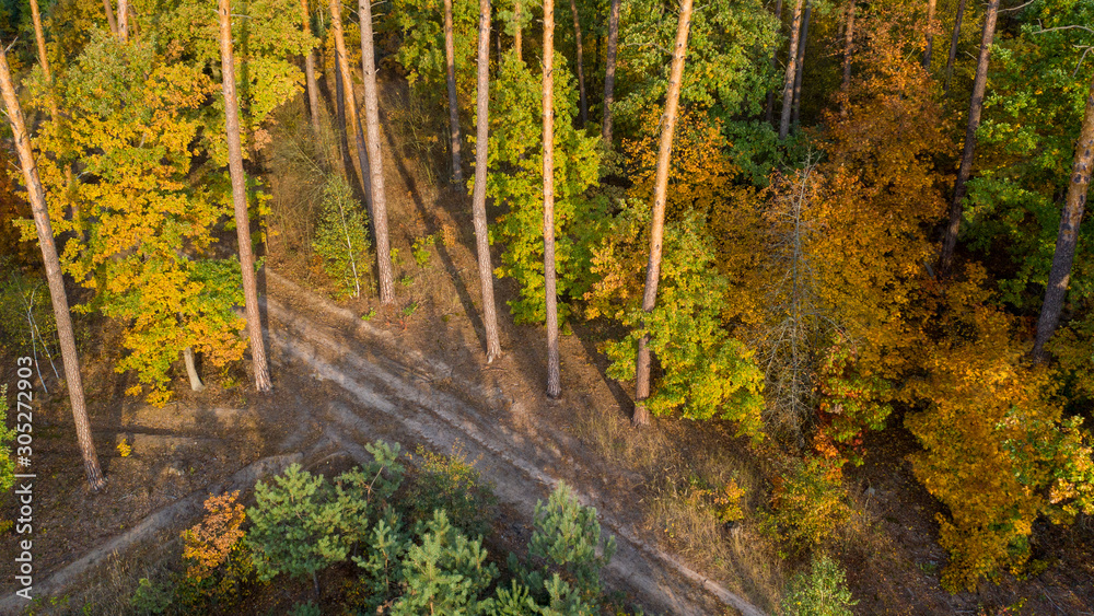 Road in the evening autumn deciduous forest. Drone view. Road in the evening autumn deciduous forest. Drone view.