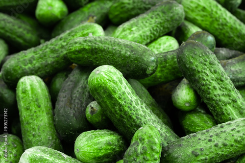 Bunch of fresh cucumbers close up, vegetable background.