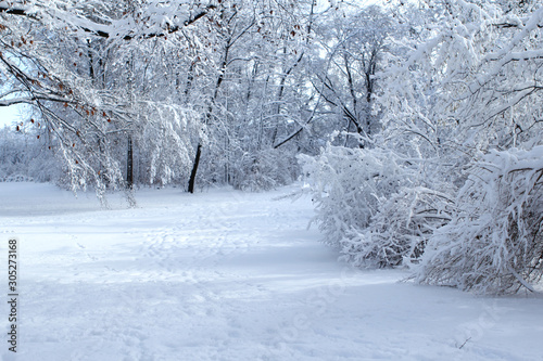 beautiful winter landscape with snowy trees in the park, footprints in the snow and blue sky