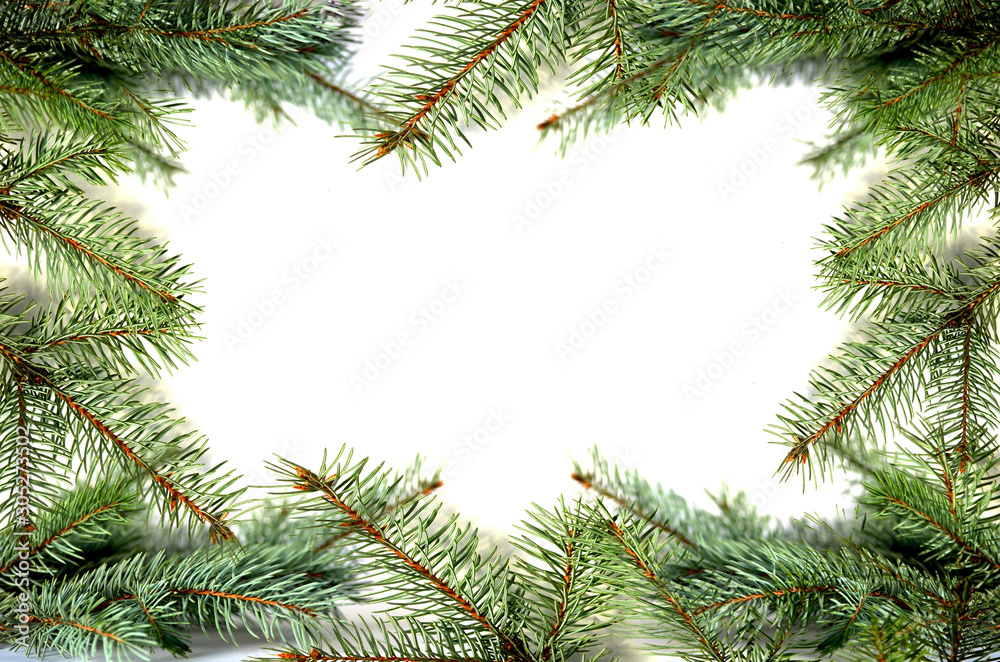 Pine tree frame isolated on white background, new year photo for text and typography Pine tree frame isolated on white background, new year photo for text and typography
