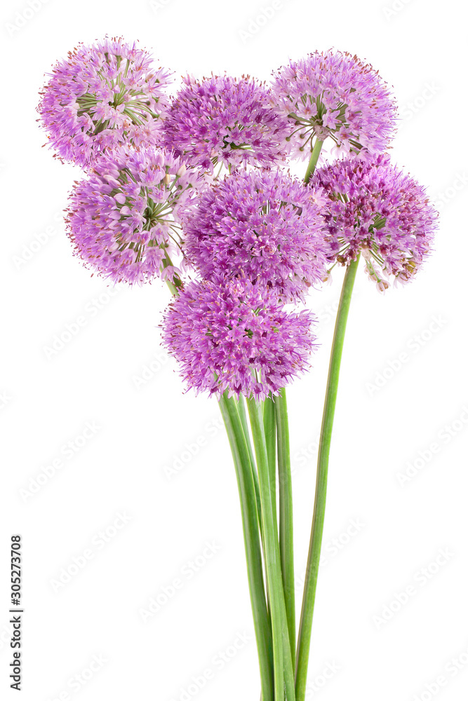 Fototapeta premium the flower of wild garlic isolated on white background.