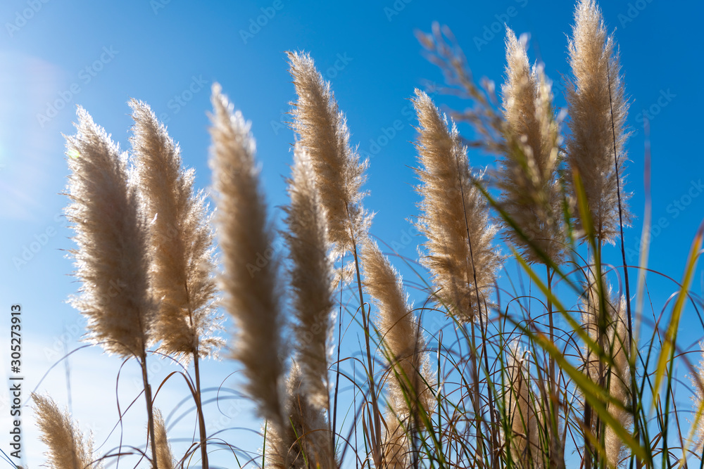 Fototapeta premium reeds moved by the wind