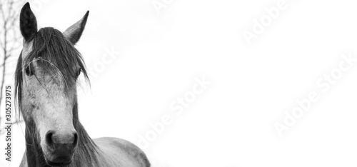 Fotografie White horse,black and white portrait.