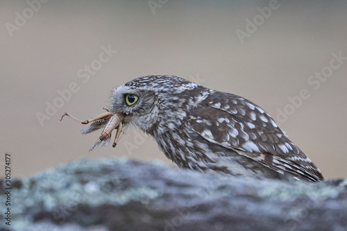 Mochuelo (Athene noctua) con saltamontes en la boca
