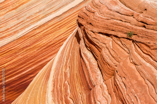 Εκτύπωση καμβά Small plant out of place among the layers of hard sandstone in the Arizona desert