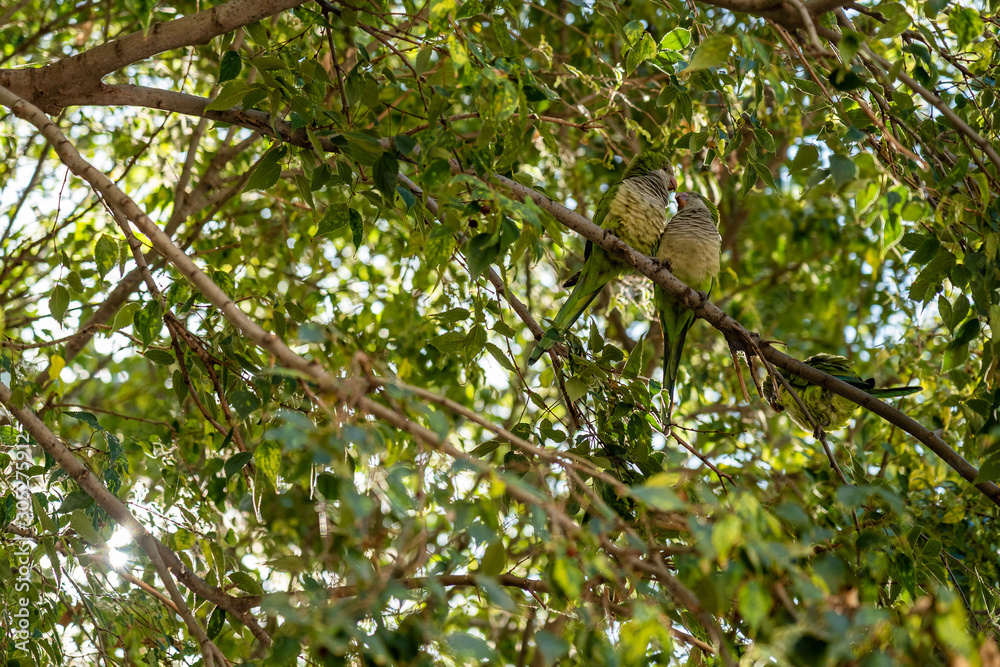 green monk parakeet birds in the trees of Barcelona green monk parakeet birds in the trees of Barcelona