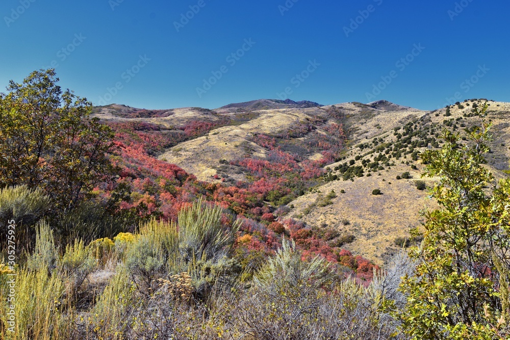 Hiking Trails in Oquirrh, Wasatch, Rocky Mountains in Utah Late Fall with leaves. Panorama forest views backpacking, biking, horseback through trees on the Yellow Fork and Rose Canyon by Salt Lake. 