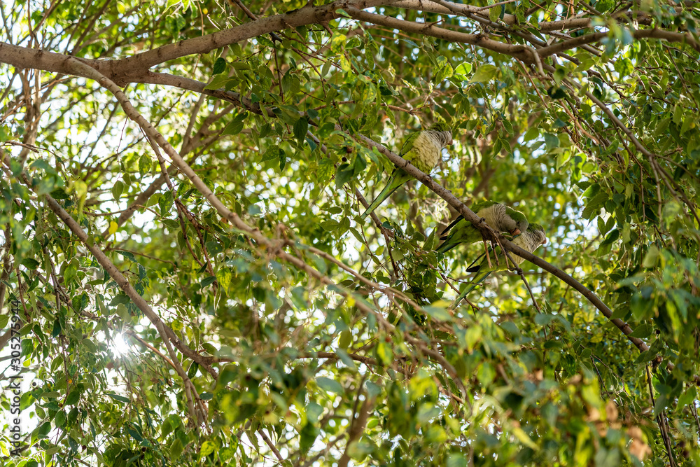 green monk parakeet birds in the trees of Barcelona green monk parakeet birds in the trees of Barcelona