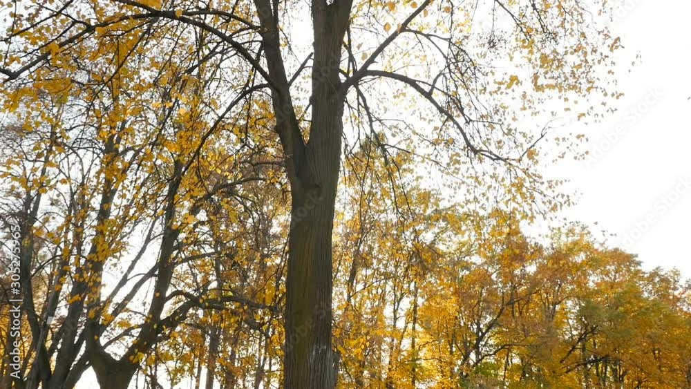 The sun shines through the autumn trees. Yellow leaves. A picturesque place. Slow motion The sun shines through the autumn trees. Yellow leaves. A picturesque place. Slow motion