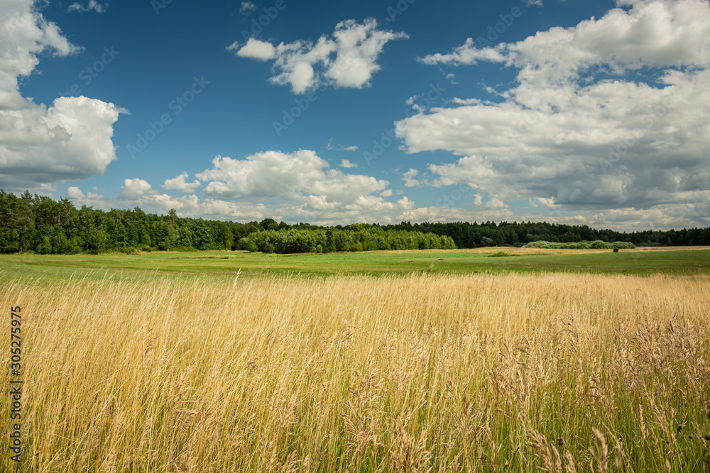 Tall yellow grasses growing on a huge meadow, forest and clouds on a sky