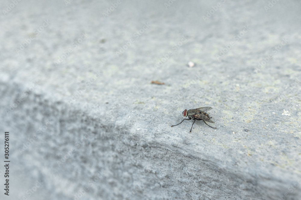 The macrophoto of a black domestic fly on a light surface The macrophoto of a black domestic fly on a light surface