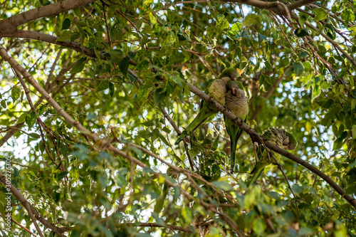 green monk parakeet birds in the trees of Barcelona