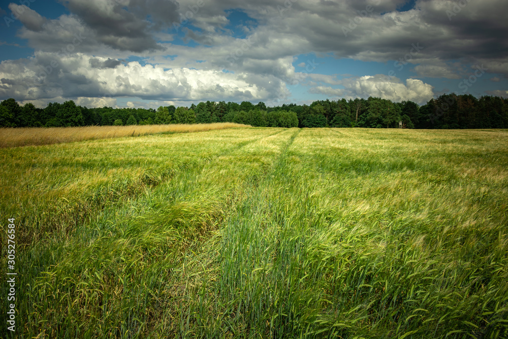 Green field of grain, forest and clouds on a sky Green field of grain, forest and clouds on a sky
