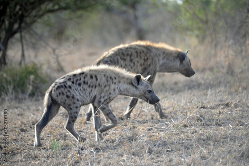 Hyenas walking in sync