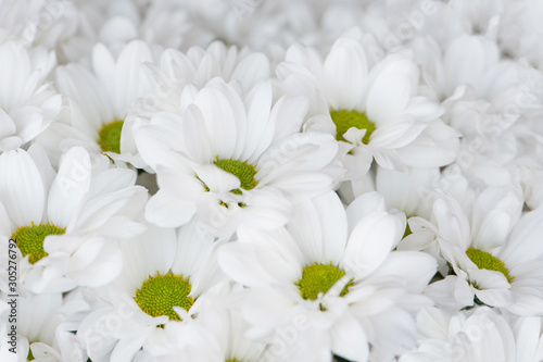 Background of white flowers. Beautiful bouquet of chrysanthemums.