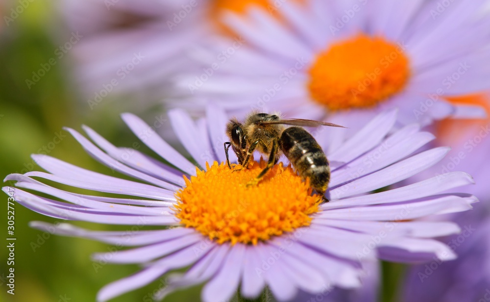 bee or honeybee sitting on flower, Apis Mellifera bee or honeybee sitting on flower, Apis Mellifera