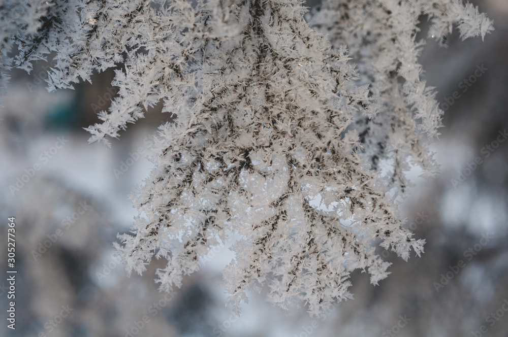 Texture of hoarfrost on branches of thuja.