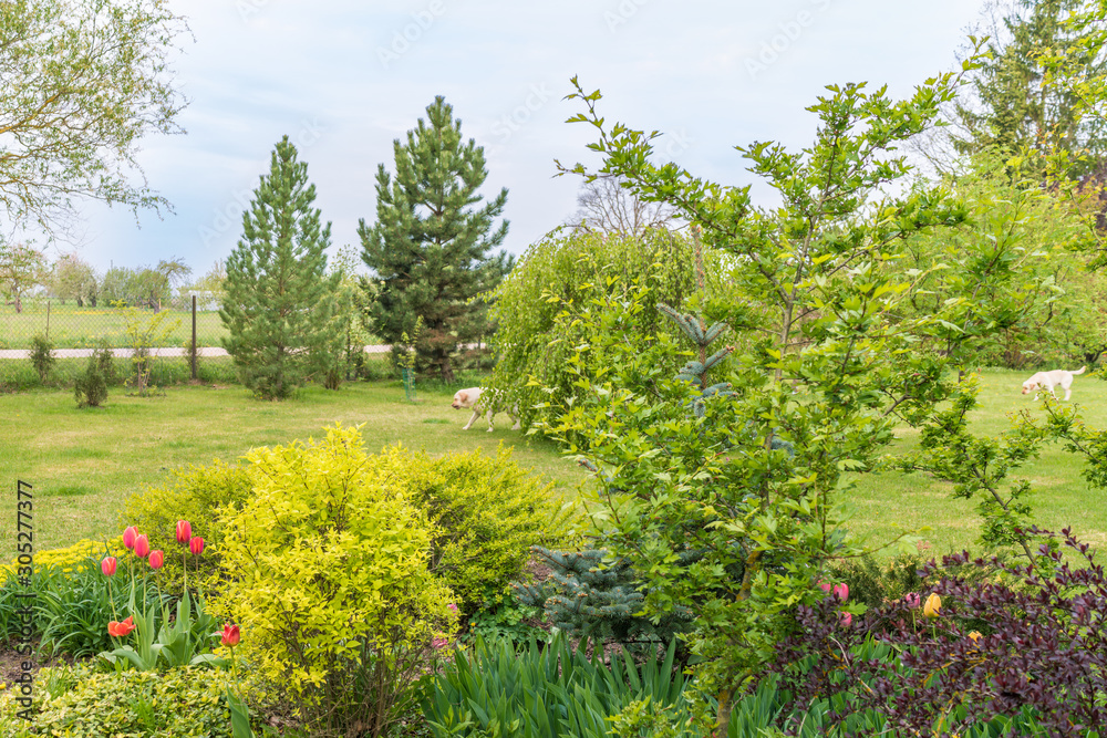 spring garden with ornamental plants and trees, close-up middle bed with plants of different shades of green and red tulips spring garden with ornamental plants and trees, close-up middle bed with plants of different shades of green and red tulips