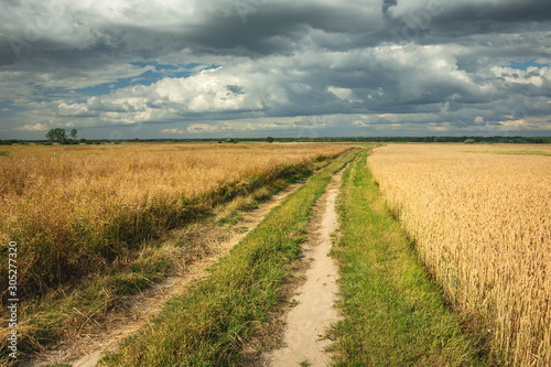 Dirt road overgrown with grass  fields with grain and dark clouds on the sky