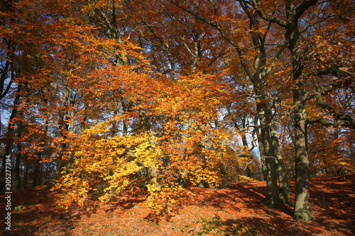 Herbstwald © Kamzoom